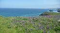 P1000864- -Vue depuis chateau Arthur - Tintagel